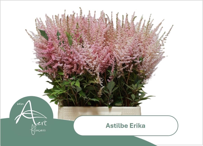<h4>ASTIL AR ERIKA</h4>