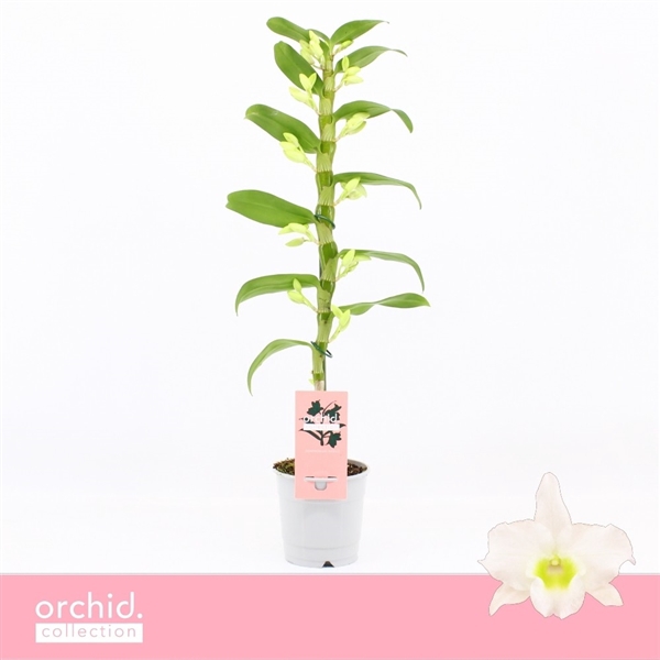 <h4>Dendrobium Nobilé, Apollon 1-spike 'Orchid Collection'</h4>