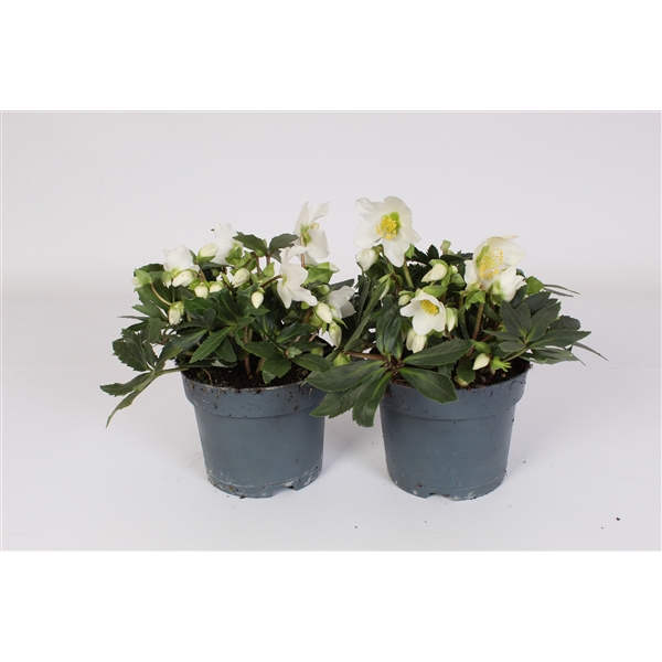 <h4>Helleborus 15cm snowbird</h4>