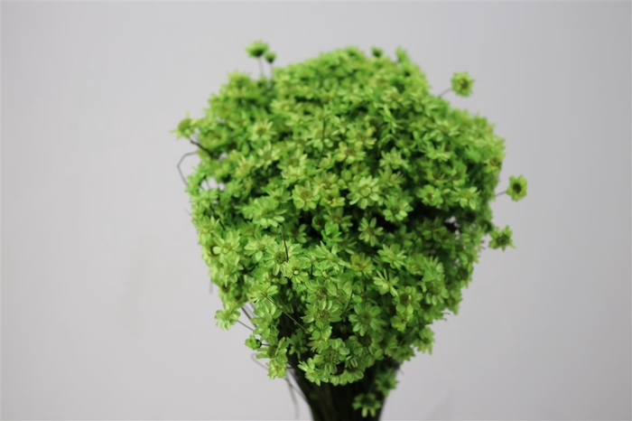 Dried Glixia Light Green Bunch