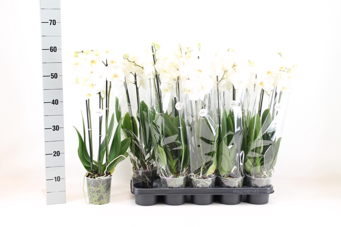 <h4>PHAL OV WIT</h4>