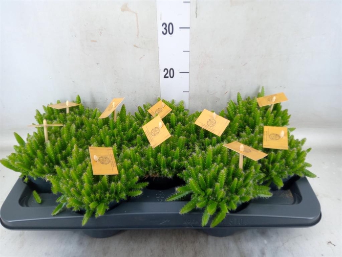 <h4>Hylocereus undatus</h4>