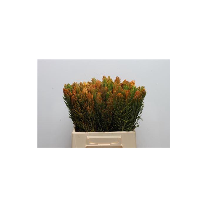 <h4>Kaaps Retzia</h4>