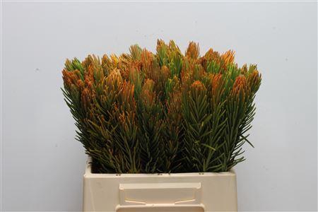 <h4>KAAPS RETZIA</h4>