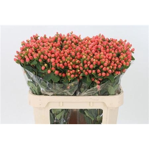 Hyp Magical Royal Princess