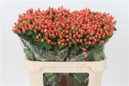 <h4>Hyp Magical Royal Princess</h4>