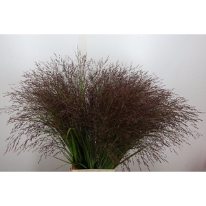 Panicum virgatum 'Warrior'