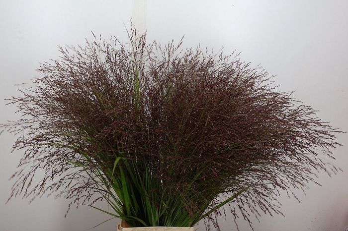<h4>Panicum virgatum 'Warrior'</h4>