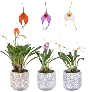 Masdevallia met stenen pot