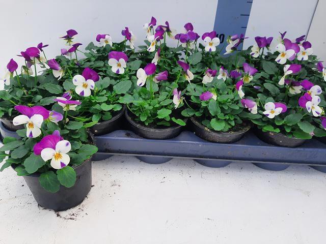 <h4>VIO CO EM PINK WING</h4>