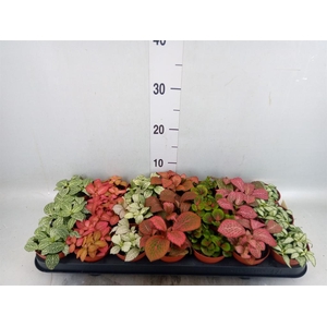 Fittonia   ...mix 7