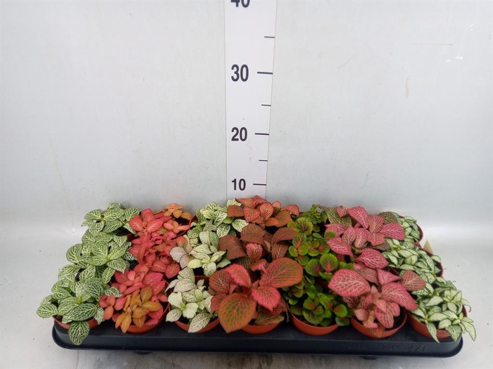 <h4>Fittonia   ...mix 7</h4>