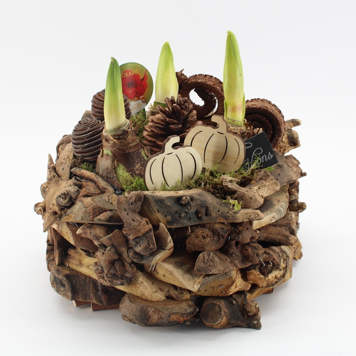 <h4>HACR-2414R Amaryllis Herfst</h4>