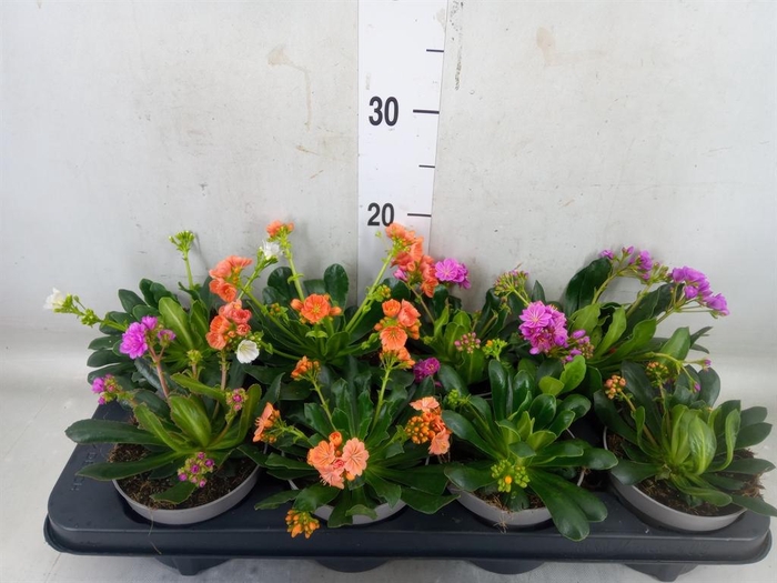<h4>Lewisia cot. 'Elise'   ...mix</h4>