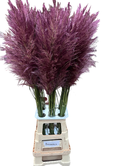 <h4>CORTA SELLOAN BORDEAUX ROOD</h4>