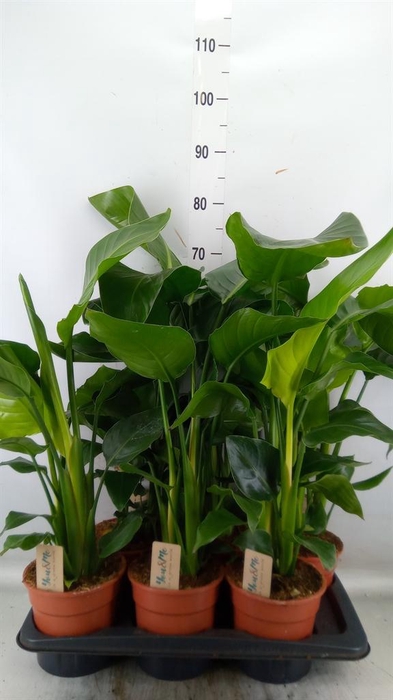 <h4>Strelitzia nicolai</h4>