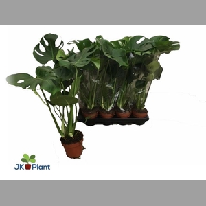 MONSTERA DELICIOSA
