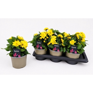 DAHL GARDEN DL G YEL