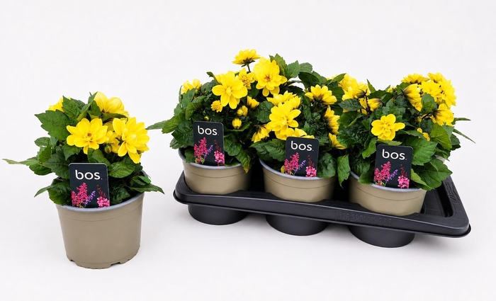 <h4>DAHL GARDEN DL G YEL</h4>