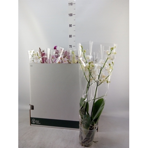 Phalaenopsis multi.   ...mix  5