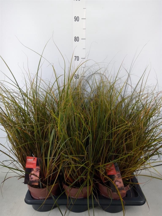 <h4>Uncinia rubra</h4>