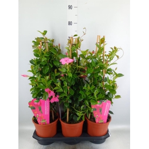 Mandevilla am. 'Sundav Pink'