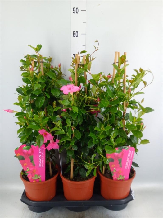 <h4>Mandevilla am. 'Sundav Pink'</h4>