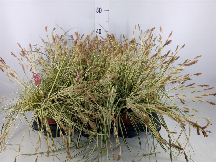 <h4>Carex hachijoensis 'Evergold'</h4>