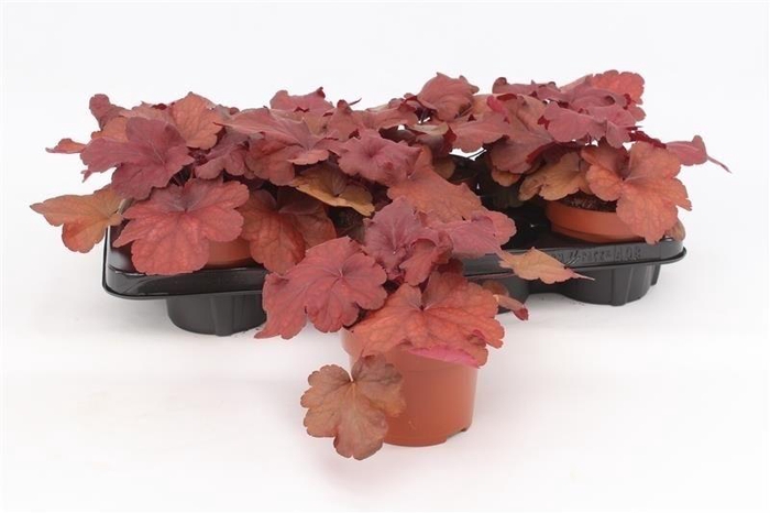 <h4>Heuchera Indian Summer</h4>