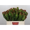 Leucadendron Laurel Yellow