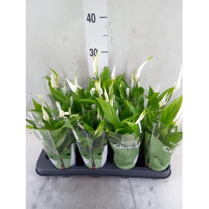 Spathiphyllum  'Pearl Cupido'