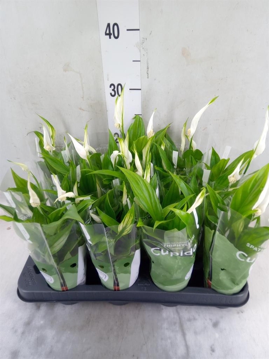 <h4>Spathiphyllum  'Pearl Cupido'</h4>