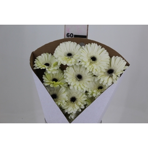 GERBERA KILIMANJARO >10 CM DIAM <05