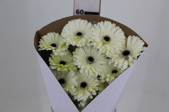 <h4>GERBERA KILIMANJARO >10 CM DIAM <05</h4>