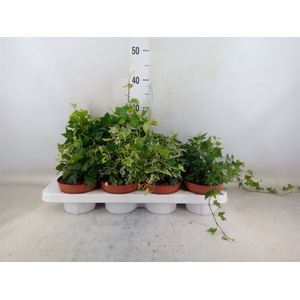 Hedera   ...mix