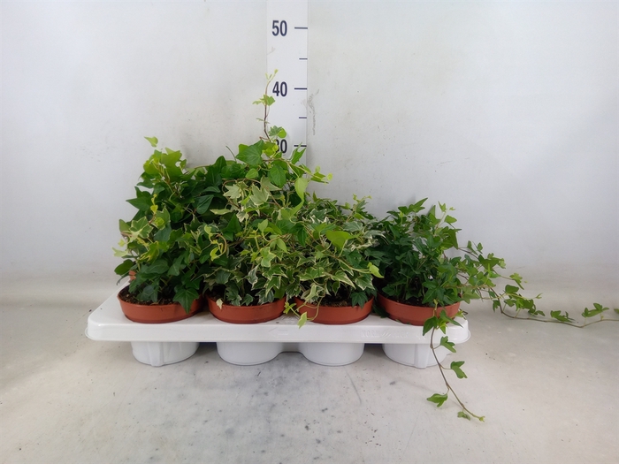 <h4>Hedera   ...mix</h4>
