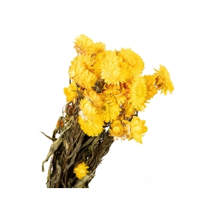 Helichrysum Yellow