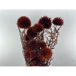 Pres Echinops 10pc Brown Bunch