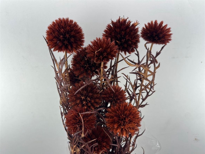 <h4>Pres Echinops 10pc Brown Bunch</h4>