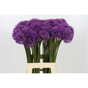 Allium Gladiator