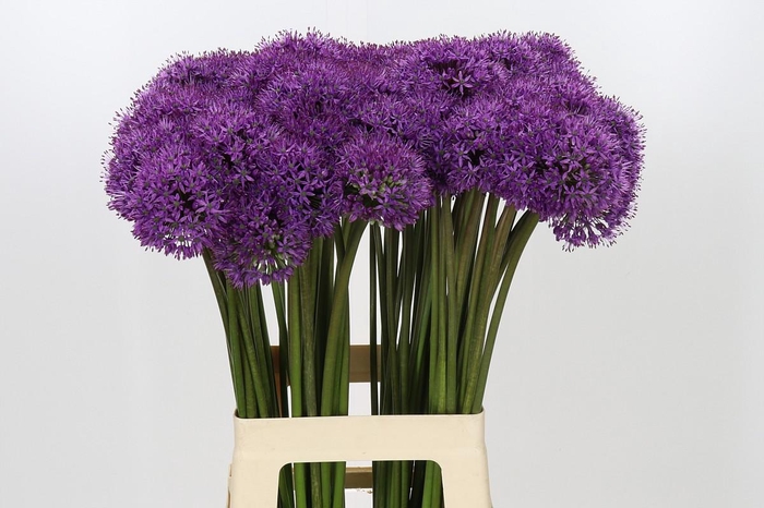 <h4>Allium Gladiator</h4>