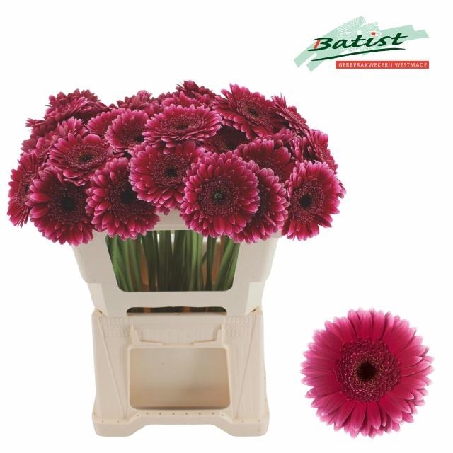 <h4>GE MI SANDERO</h4>