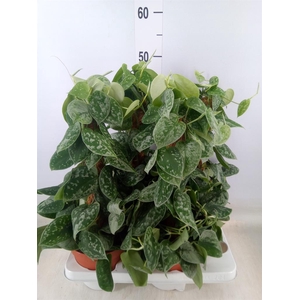 Scindapsus pictus 'Silvery Ann'