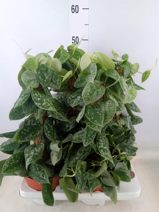 <h4>Scindapsus pictus 'Silvery Ann'</h4>