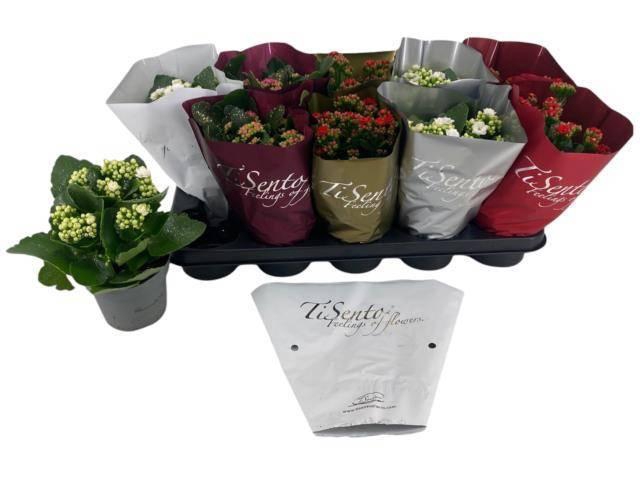 <h4>KAL GE GEM 5 KL</h4>