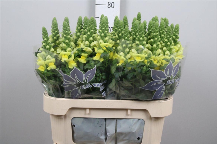 <h4>Antir Legend Yellow</h4>