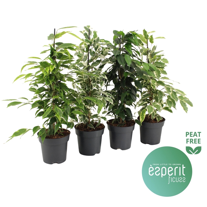 <h4>Ficus benjamina Royal Mix 3-4 srt.</h4>
