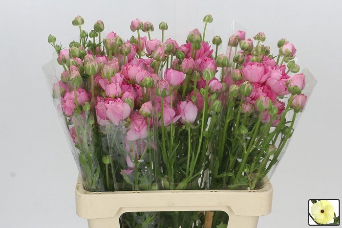 <h4>RAN N MODERNA DOLCE</h4>