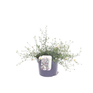 Erigeron karvinskianus Blütenmeer