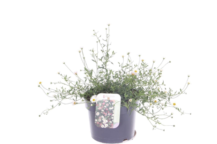 <h4>Erigeron karvinskianus Blütenmeer</h4>